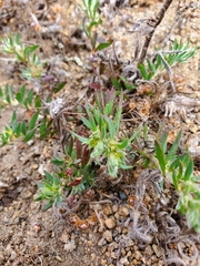 Paronychia franciscana