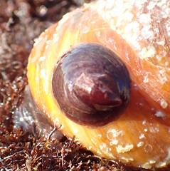Crepidula adunca