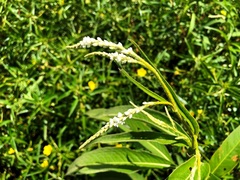 Persicaria attenuata