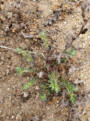 Paronychia franciscana