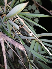 Oxybelis rutherfordi