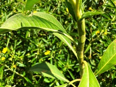 Persicaria attenuata