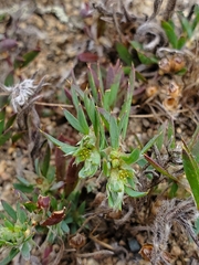 Paronychia franciscana