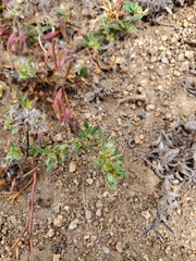 Paronychia franciscana