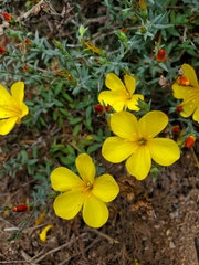 Linum macraei