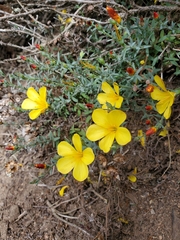 Linum macraei