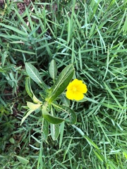 Ludwigia peploides montevidensis