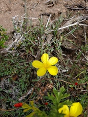Linum macraei