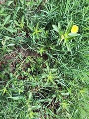 Ludwigia peploides montevidensis