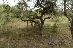 Acromyrmex crassispinus