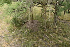 Acromyrmex crassispinus