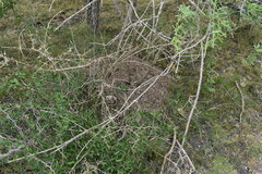 Acromyrmex crassispinus