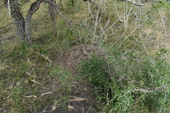 Acromyrmex crassispinus