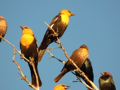 Xanthocephalus xanthocephalus