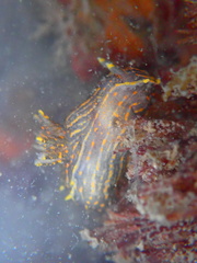 Polycera atra