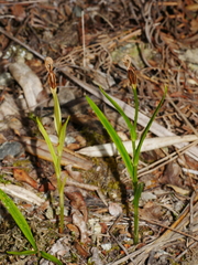 Pterostylis graminea