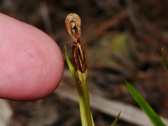 Pterostylis graminea