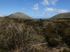 Chionochloa antarctica