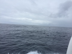 Delphinus