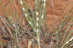 Lomandra leucocephala