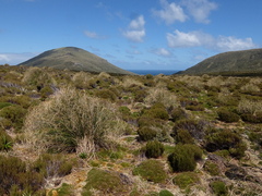 Chionochloa antarctica