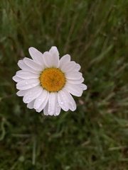Leucanthemum vulgare