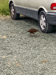 Gallirallus australis