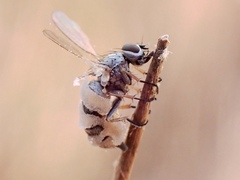 Entomophthora muscae