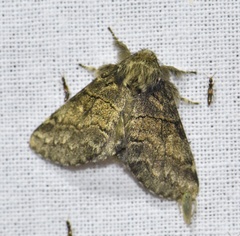 Gluphisia crenata
