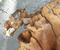 Technomyrmex albipes