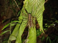 Scutigeromorpha