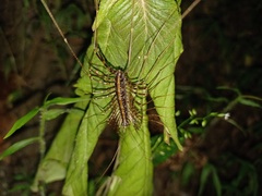Scutigeromorpha