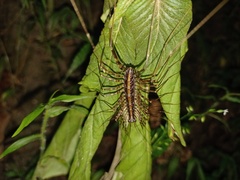 Scutigeromorpha