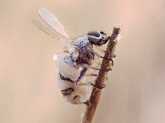Entomophthora muscae