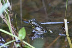 Lithobates septentrionalis