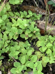 Houstonia procumbens