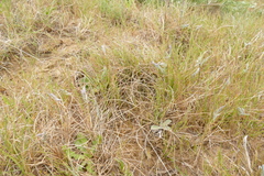 Festuca ammobia