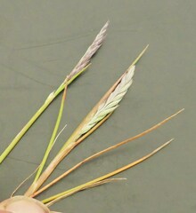 Festuca ammobia