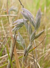 Festuca ammobia