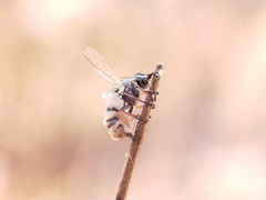 Entomophthora muscae