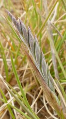 Festuca ammobia