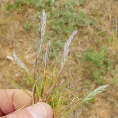 Festuca ammobia