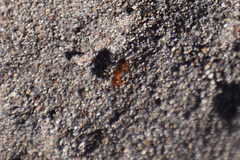 Diploplectron