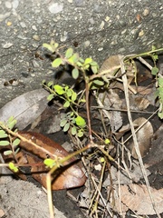 Phyllanthus tenellus