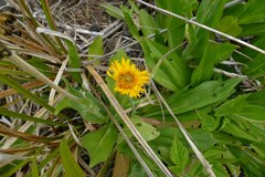 Helenium bolanderi