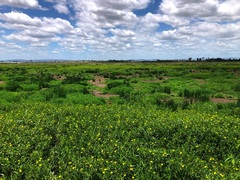 Ludwigia peploides montevidensis