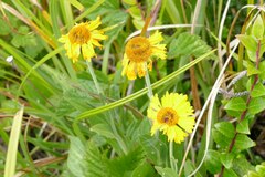 Helenium bolanderi