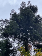 Abies alba