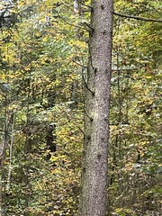 Abies alba