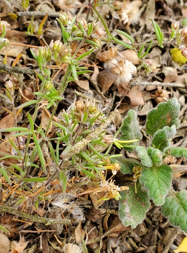 Spergularia pycnantha